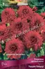 Георгина декоративная Гарден Уандер (классический красный, диаметр цветка 17 см, обильное, 1шт, I)