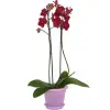 Кашпо пл. для орхидеи 3,0л  (Татарстан)25