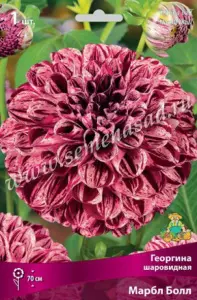 Георгина декоративная Марбл Болл (бордовый с белым меланжем, диаметр цветка 9 см, 1шт, I)