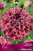 Георгина декоративная Марбл Болл (бордовый с белым меланжем, диаметр цветка 9 см, 1шт, I)