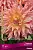 Георгина бахромчатая Омега (оранжево-розовый, диаметр цветка 20см, 1шт, I)
