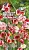 Душистый Горошек Американец (ярко-красные с белыми штрихами) (Евро, 0,5; 8150) СеДеК