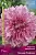 Георгина декоративная Лавендер Перфекшн (розово-лиловый, диаметр цветка 20см, 1шт, I)