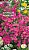 Аубреция Ариадна (розово-лиловая) (Евро, 0,1; 3384) СеДеК
