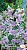 Душистый горошек Баттерфляй (Олд Спайс) (Евро, 0,5; 8151) СеДеК