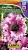 Петуния Триумф розовая крупноцветковая 7-10шт Аэлита цв.